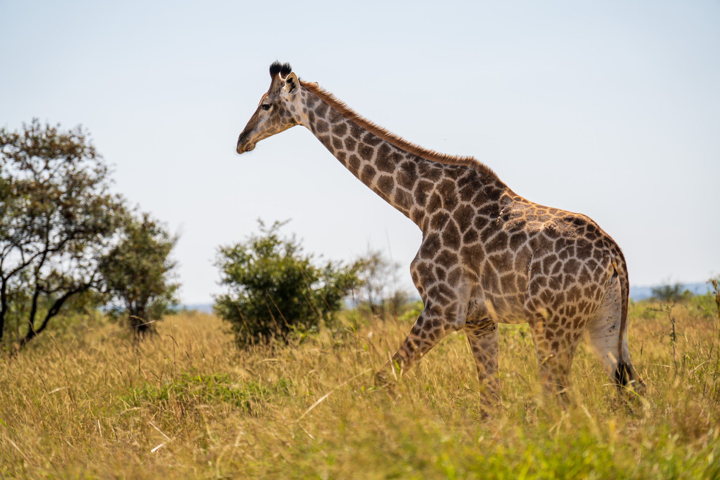 On a Safari in South Africa
